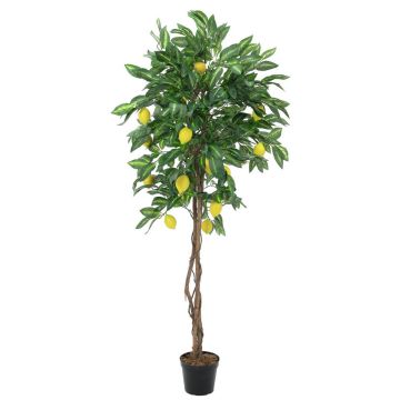 Konstgjord citronträd ZOYA, naturstammar, med frukter, 180cm Konstgjord citronträd ZOYA, naturstammar, med frukter, 180cm