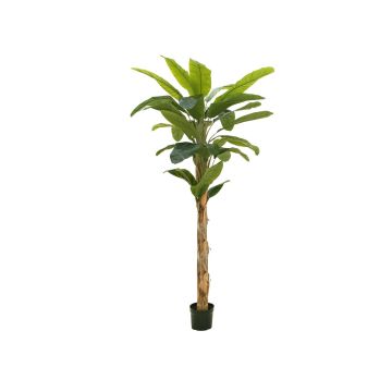 Plastbananpalme KEKOA, 220cm Plastbananpalme KEKOA, 220cm