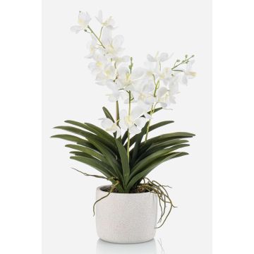Konstgjord Vanda-orkidé PAVRA i keramikkruka, rötter, vit-krämfärgad, 60cm Konstgjord Vanda-orkidé PAVRA i keramikkruka, rötter, vit-krämfärgad, 60cm
