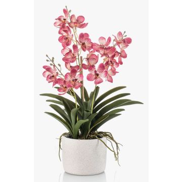 Konstgjord Vanda-orkidé PAVRA i keramikkruka, rötter, cerise-vit, 60cm