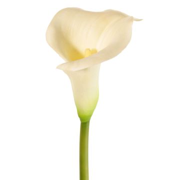 Konstgjord calla MIRAC, krämfärgad, 75cm, 12x15cm Konstgjord calla MIRAC, krämfärgad, 75cm, 12x15cm