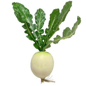 Dekorationsgrönsak rädisa KLAFA, vit-grön, 26cm, Ø8cm Dekorationsgrönsak rädisa KLAFA, vit-grön, 26cm, Ø8cm