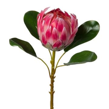 Konstblomma kungsprotea KALEIN, rosa, 55cm Konstblomma kungsprotea KALEIN, rosa, 55cm
