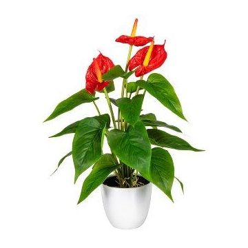 Konstblomma, flamingoblomma PLOVIR i dekorativ kruka, med rötter, röd, 40cm Konstblomma, flamingoblomma PLOVIR i dekorativ kruka, med rötter, röd, 40cm