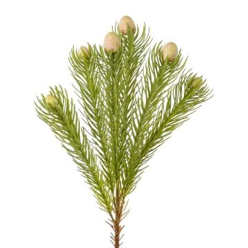 Dekorativ kvist nålkudde Protea KROLI med knoppar, krämgrön, 50cm, Ø1-2cm Dekorativ kvist nålkudde Protea KROLI med knoppar, krämgrön, 50cm, Ø1-2cm