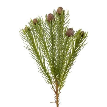 Dekorativ kvistnålkudde Protea KROLI med knoppar, brun-grön, 50cm, Ø1-2cm Dekorativ kvistnålkudde Protea KROLI med knoppar, brun-grön, 50cm, Ø1-2cm