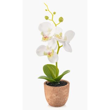 Plastorkidé Phalaenopsis LEONISA i terrakottakruka, vit, 20cm