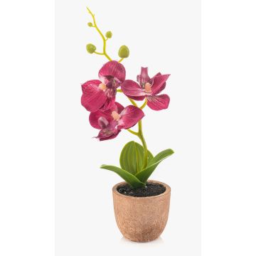 Plastorkidé Phalaenopsis LEONISA i terrakottakruka, fuchsia, 20cm Plastorkidé Phalaenopsis LEONISA i terrakottakruka, fuchsia, 20cm
