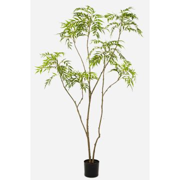 Konstgjort mahognyträd KLEANA, konstgjorda stammar, grönt, 210cm Konstgjort mahognyträd KLEANA, konstgjorda stammar, grönt, 210cm