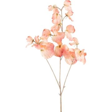 Dekorativ kvist Lathyrus latifolius SLIRKEN, aprikos, 75cm Dekorativ kvist Lathyrus latifolius SLIRKEN, aprikos, 75cm
