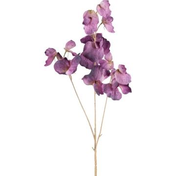 Dekorativ kvist Lathyrus latifolius SLIRKEN, mörklila, 75cm Dekorativ kvist Lathyrus latifolius SLIRKEN, mörklila, 75cm