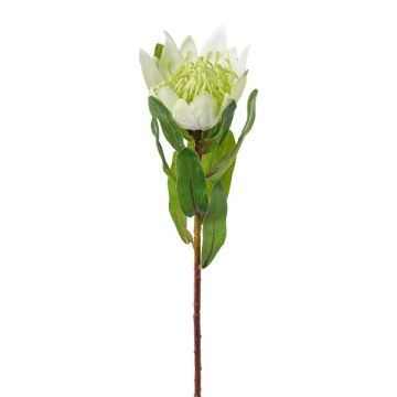 Dekorationsblomma kungsprotea WANBA, vit, 50cm Dekorationsblomma kungsprotea WANBA, vit, 50cm