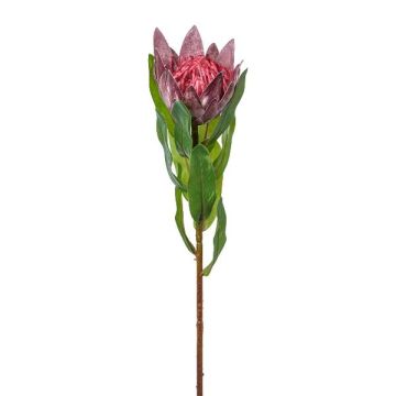 Dekorationsblomma kungsprotea WANBA, lila, 50cm Dekorationsblomma kungsprotea WANBA, lila, 50cm