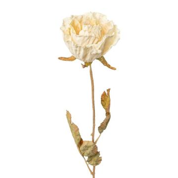 Dekorationsblomma ros PANSOK, torkad look, krämfärgad, 55cm, Ø7cm