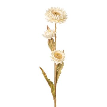 Dekorationsblomma Kap-stråblomma BERLENA, krämfärgad, 60cm Dekorationsblomma Kap-stråblomma BERLENA, krämfärgad, 60cm
