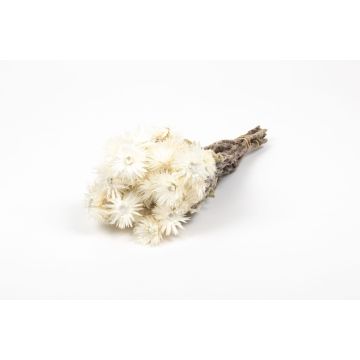 Torkad stråblomsterbukett BIBIANA, krämfärgad, 30-40cm, Ø15cm