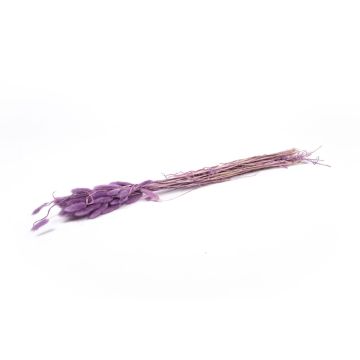 Torkat Lagurus-gräs BORKA, lila, 55-75cm, Ø12cm Torkat Lagurus-gräs BORKA, lila, 55-75cm, Ø12cm