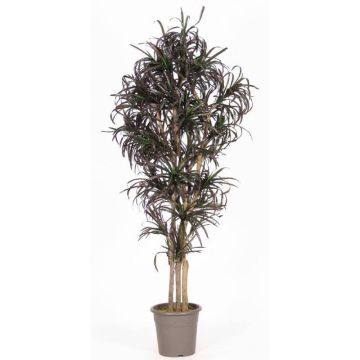 Imitation av Dracaena Marginata KIMANORA, naturstammar, grön-röd, 125cm - Tillverkad i Italien
