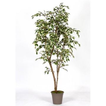 Dekorativ björkfikon LISEROSE, äkta stammar, grön-vit, 210cm - Tillverkad i Italien