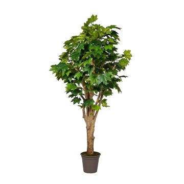 Dekorativ lönn DEMJAN, äkta stam, grön, 175cm - Tillverkad i Italien Dekorativ lönn DEMJAN, äkta stam, grön, 175cm - Tillverkad i Italien