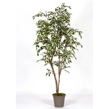 Dekorativ fikonträd LISEROSE, äkta stammar, grön-vit, 180cm - Tillverkad i Italien Dekorativ fikonträd LISEROSE, äkta stammar, grön-vit, 180cm - Tillverkad i Italien