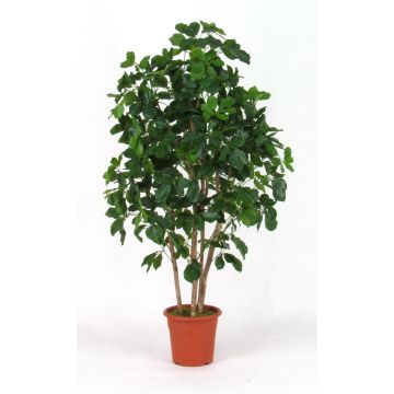Konstgjord Schefflera NANETTE, äkta stammar, grön, 175cm - Tillverkad i Italien Konstgjord Schefflera NANETTE, äkta stammar, grön, 175cm - Tillverkad i Italien