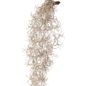 Konstgjord Tillandsia usneoides LIVADI på pinne, grå, 115cm