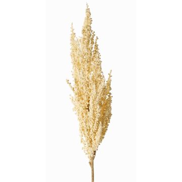 Dekorativ gren av sorghumhirse WADDY med ax, krämfärgad, 80cm