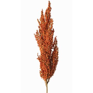 Dekorativ gren av sorghumhirse WADDY med ax, orange, 80cm