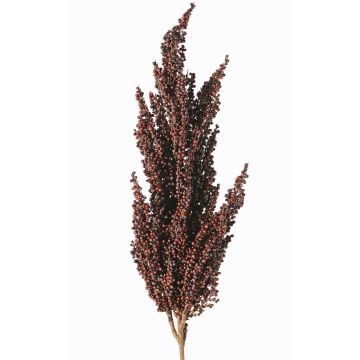 Dekorativ gren av sorghumhirse WADDY med ax, mörkröd, 80cm