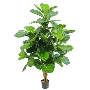 Konstgjord Ficus Lyrata APOKO, äkta stammar, grön, 170cm Konstgjord Ficus Lyrata APOKO, äkta stammar, grön, 170cm