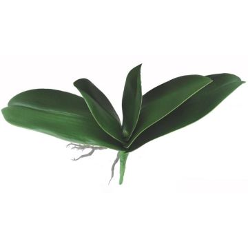 Konstgjorda Phalaenopsis-orkidéblad PRIMALA, luftrötter, 21x26cm Konstgjorda Phalaenopsis-orkidéblad PRIMALA, luftrötter, 21x26cm