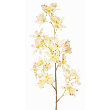 Odontoglossum-orkidégren, konstgjord, BELANIA, krämrosa, krämfärgad-cerise, 75cm