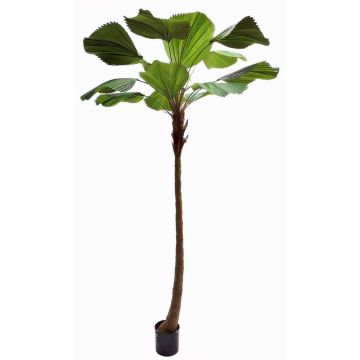 Dekorativ strålpalme OBERTA, 260cm