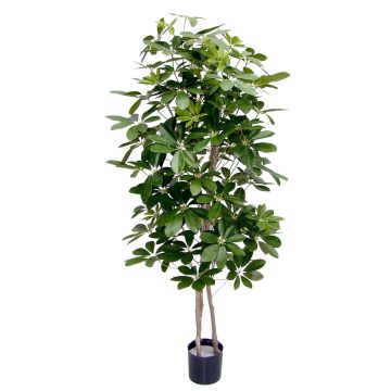 Konstgjord Schefflera GÜSSING, naturliga stammar, grön, 120cm Konstgjord Schefflera GÜSSING, naturliga stammar, grön, 120cm