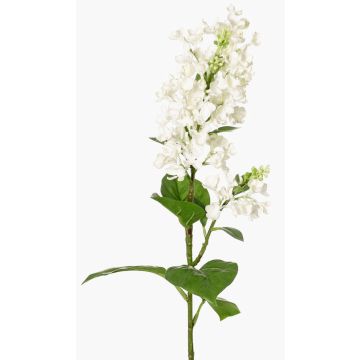 Dekorativ syrenkvist ADMIR, vit, 80cm, Ø6-9cm Dekorativ syrenkvist ADMIR, vit, 80cm, Ø6-9cm