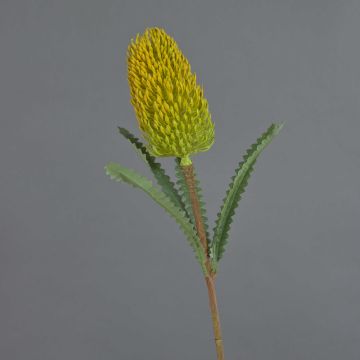 Konstgjord blomma Banksia robur EREDIN, gulgrön, 70cm, Ø7cm Konstgjord blomma Banksia robur EREDIN, gulgrön, 70cm, Ø7cm
