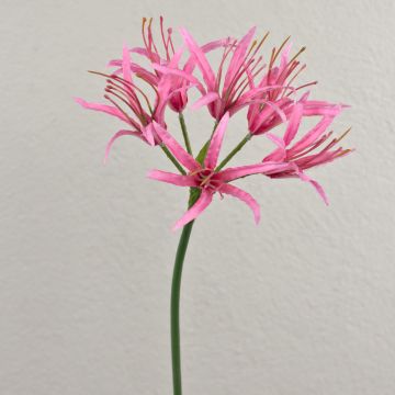 Konstgjord spindellilja LUCHO, rosa, 70cm, Ø20cm Konstgjord spindellilja LUCHO, rosa, 70cm, Ø20cm