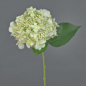 Konstblomma hortensia CALESA, vit-grön, 50cm, Ø15cm Konstblomma hortensia CALESA, vit-grön, 50cm, Ø15cm