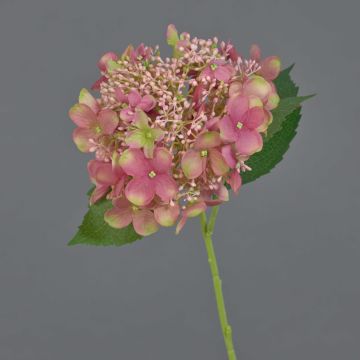 Konstblomma hortensia CALESA, antikrosa-grön, 50cm, Ø15cm Konstblomma hortensia CALESA, antikrosa-grön, 50cm, Ø15cm