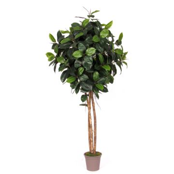 Konstgjord gummiträd LENELOTTE, naturstammar, grön, 225cm - Tillverkad i Italien Konstgjord gummiträd LENELOTTE, naturstammar, grön, 225cm - Tillverkad i Italien