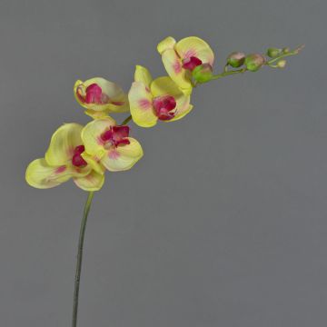 Konstgjord gren med Phalaenopsis-orkidé DAJANA, gul-cerise, 80cm, Ø6-11cm Konstgjord gren med Phalaenopsis-orkidé DAJANA, gul-cerise, 80cm, Ø6-11cm