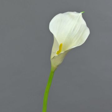 Konstblomma Calla TERESA, krämfärgad, 70cm, 10x15cm Konstblomma Calla TERESA, krämfärgad, 70cm, 10x15cm
