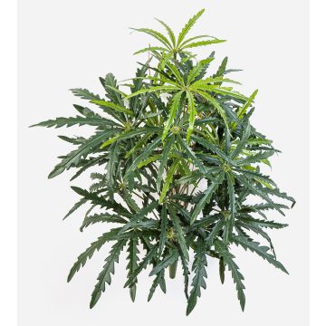 Konstgjord fingeraralia PANGON på stödpinne, grön, 50cm Konstgjord fingeraralia PANGON på stödpinne, grön, 50cm