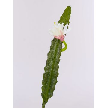 Konstgjord kaktus Nattens drottning DOMENICA, blomma, vit, 50cm Konstgjord kaktus Nattens drottning DOMENICA, blomma, vit, 50cm