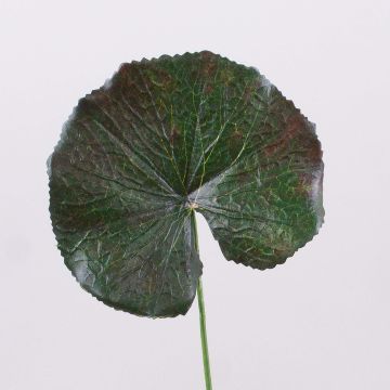 Konstgjorda pelargonblad HEIDEGARD, grön-röd, 38cm, Ø11cm Konstgjorda pelargonblad HEIDEGARD, grön-röd, 38cm, Ø11cm