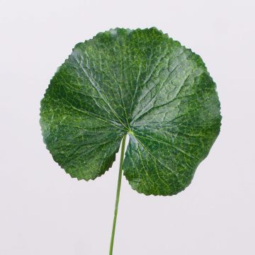 Konstgjorda pelargonblad HEIDEGARD, gröna, 38cm, Ø11cm Konstgjorda pelargonblad HEIDEGARD, gröna, 38cm, Ø11cm