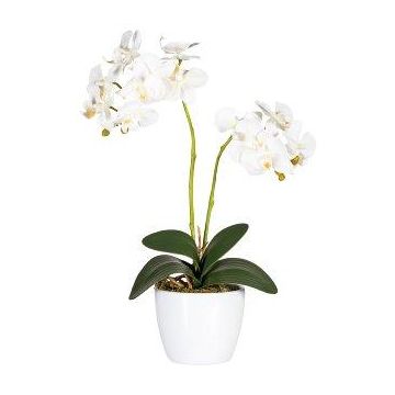 Dekorationsblomma Phalaenopsis-orkidé FRUXO, stödpinne, rötter, vit, 50cm Dekorationsblomma Phalaenopsis-orkidé FRUXO, stödpinne, rötter, vit, 50cm