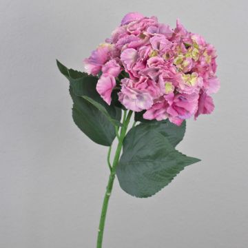 Konstgjord hortensia ANGELINA, cerise-grön, 70cm, Ø23cm Konstgjord hortensia ANGELINA, cerise-grön, 70cm, Ø23cm