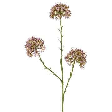 Dekorativ alliumkvist ALIKIO, lila, 65cm, Ø7cm Dekorativ alliumkvist ALIKIO, lila, 65cm, Ø7cm